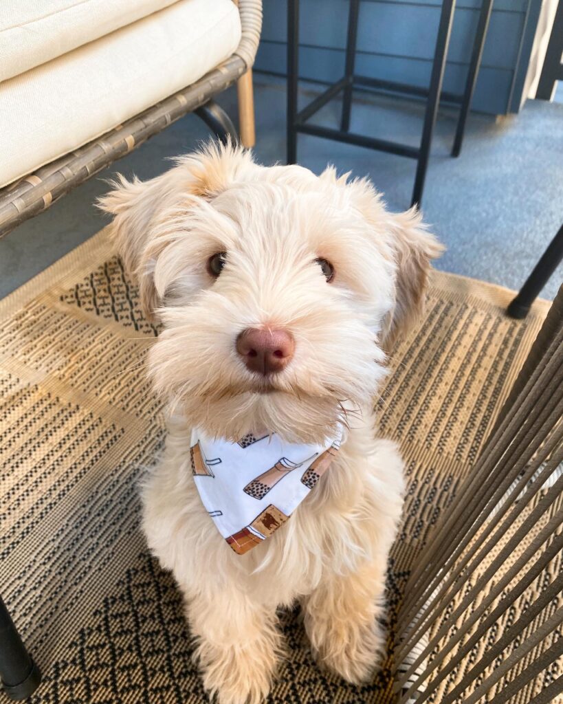 schnauzer-puppies for sale