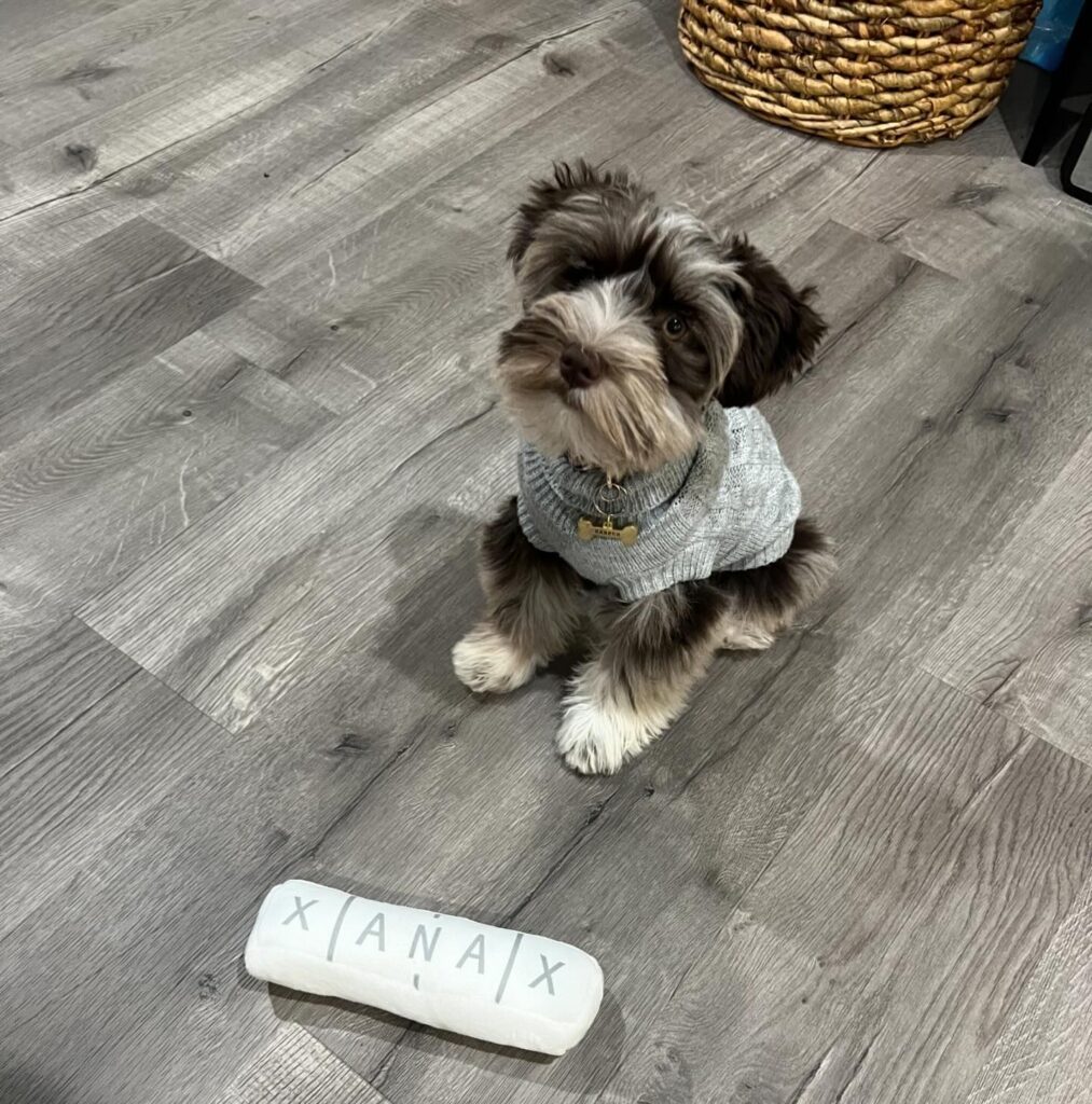 buy schnauzer-puppies
