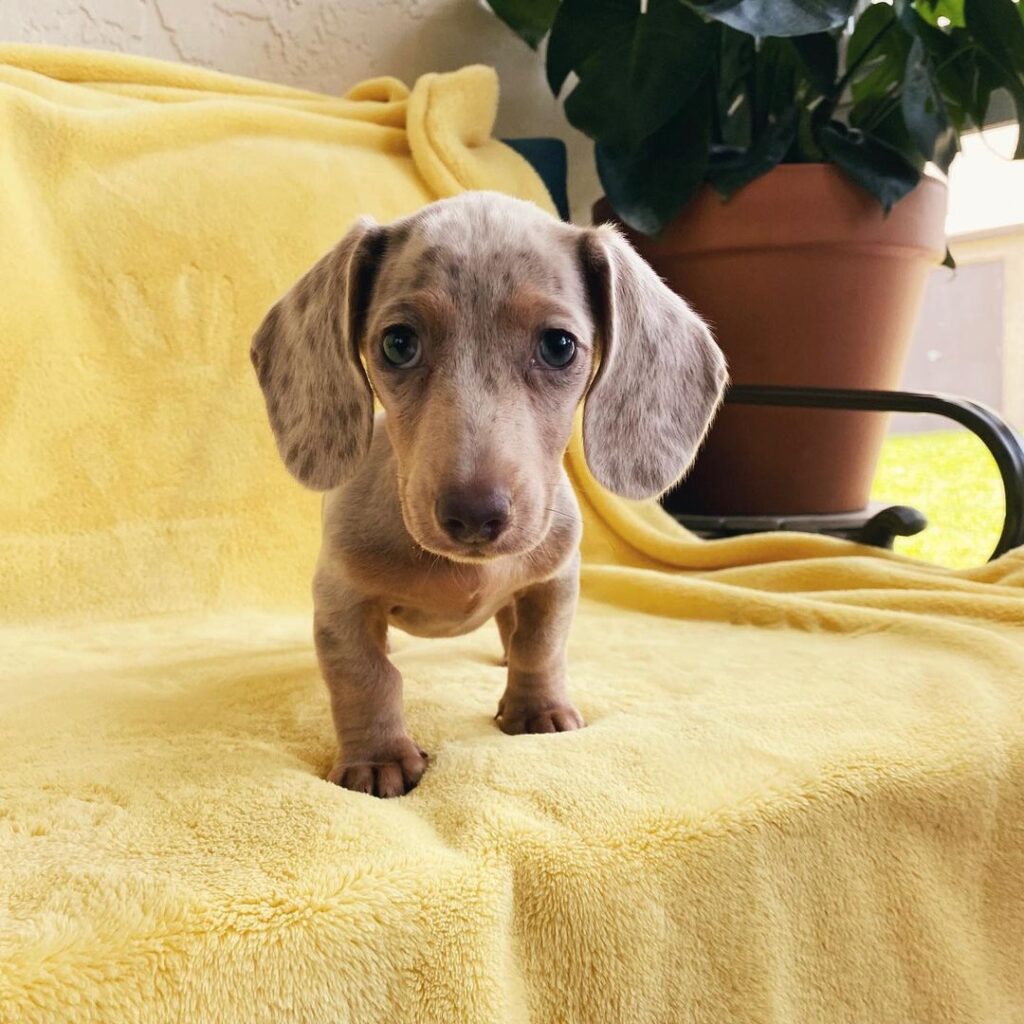dachshund-puppies-for-sale