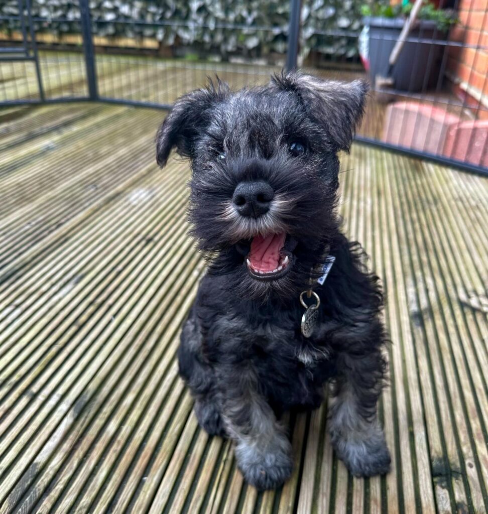 schnauzer-puppies-for-sale