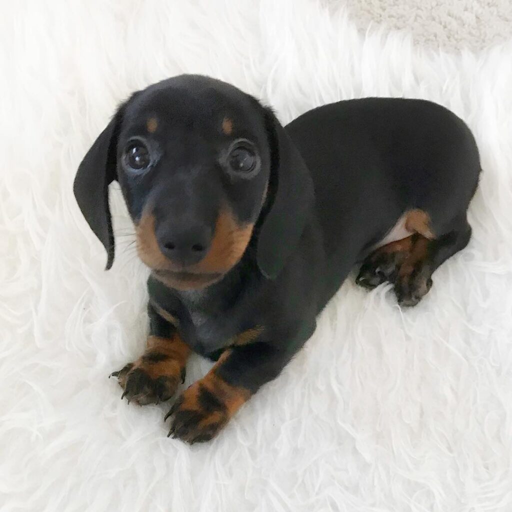 dachshund puppies