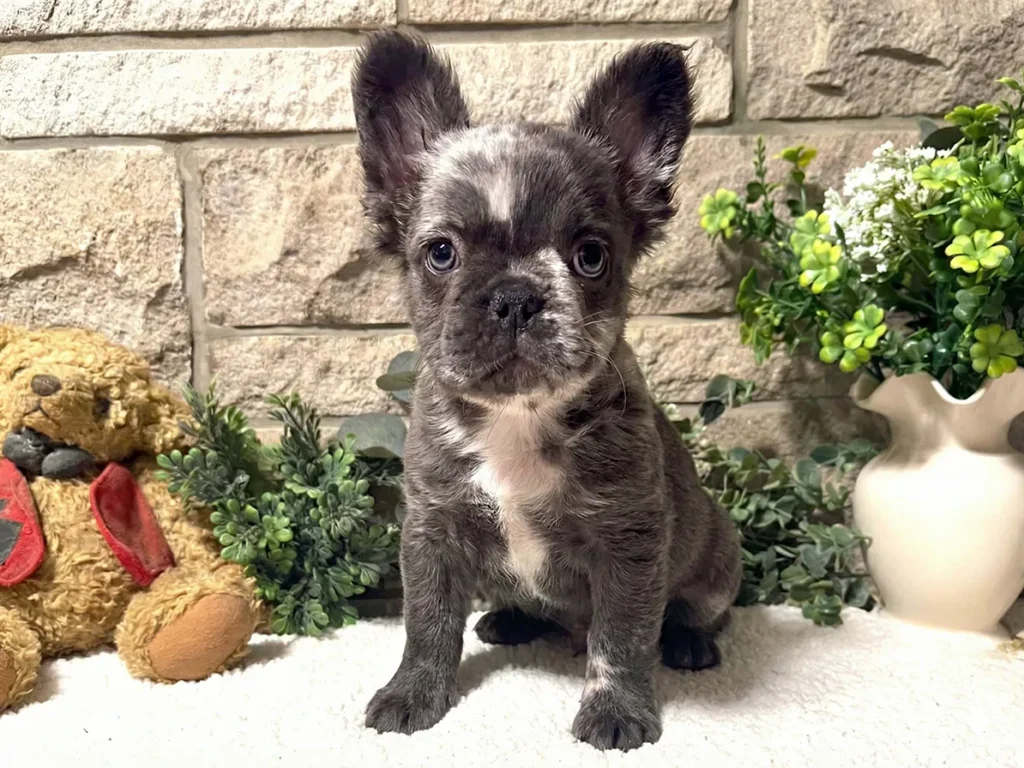 french bulldog puppies for sale​