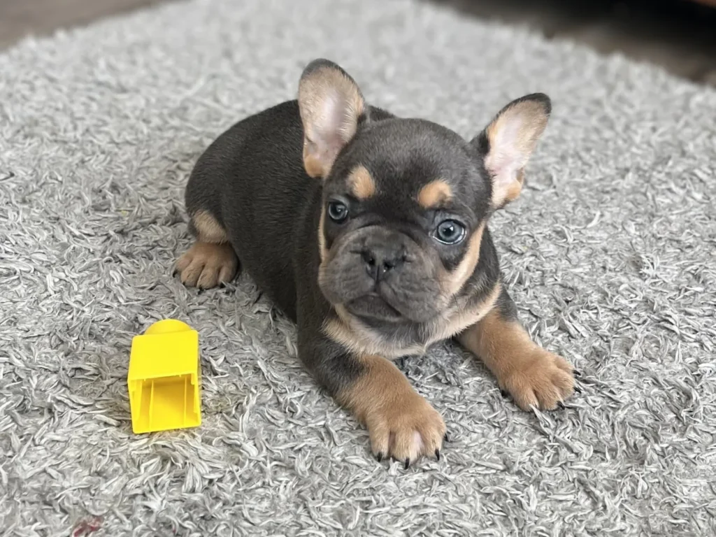 french bulldog for sale