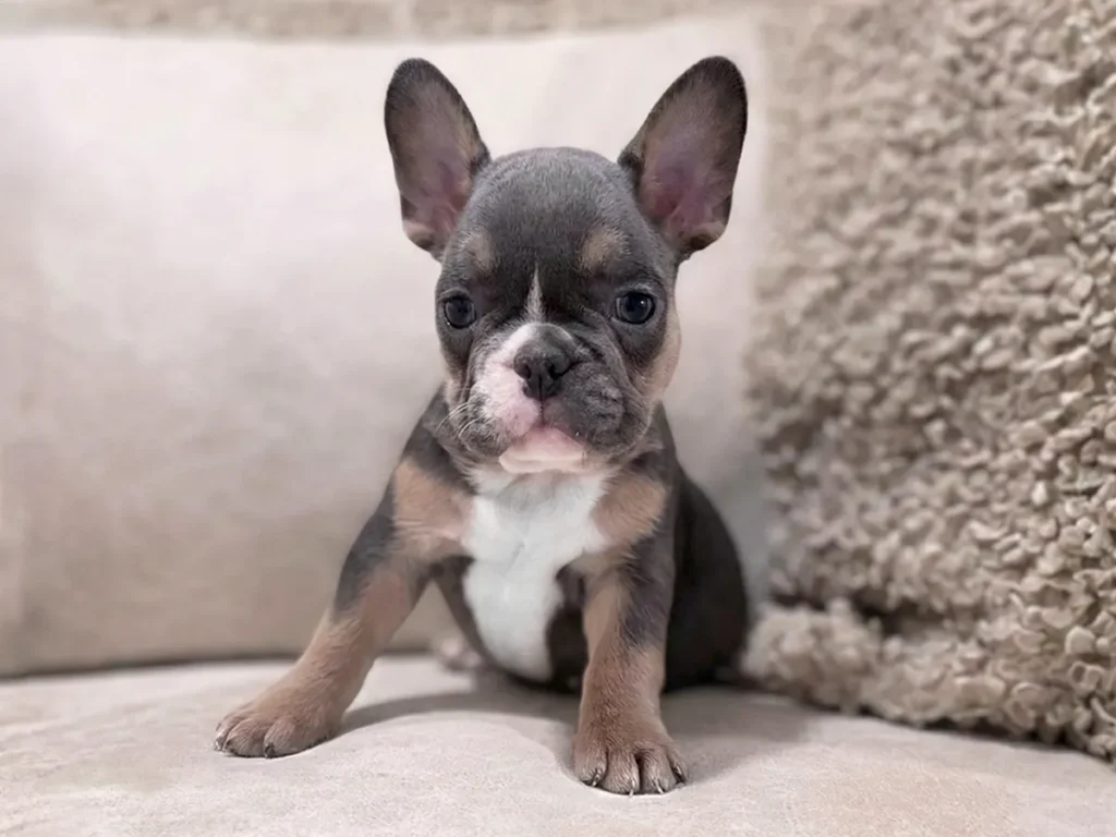 french bulldog for sale
