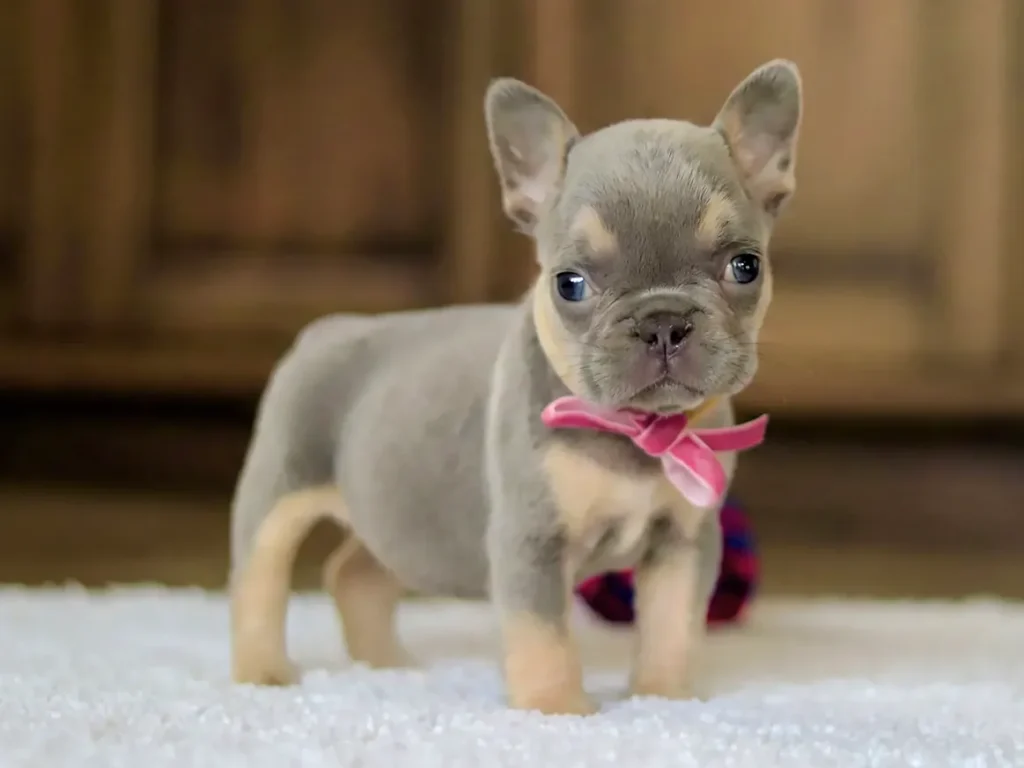 french bulldog puppies for sale​