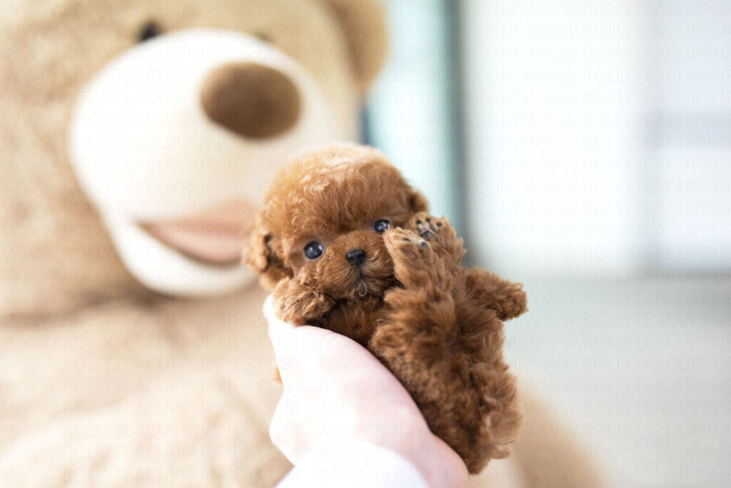 teacup poodle puppies​