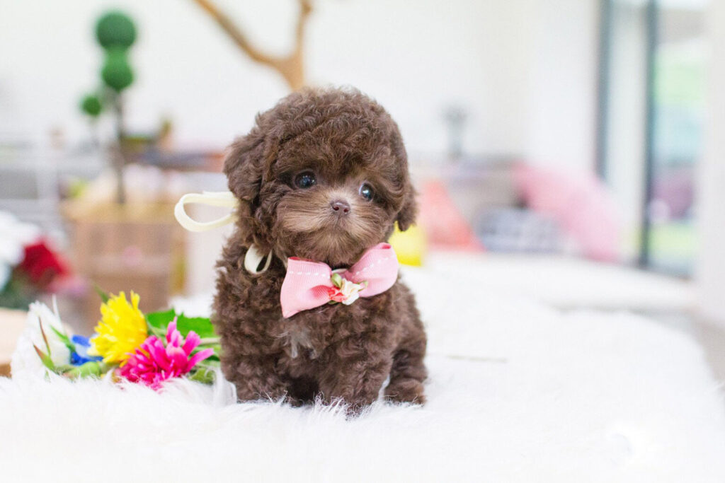 teacup poodle puppies​