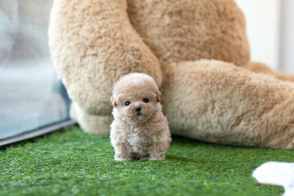 teacup poodle puppies​