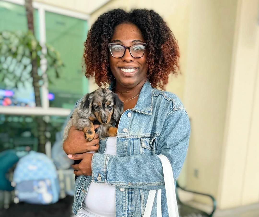 schnauzer puppies for sale