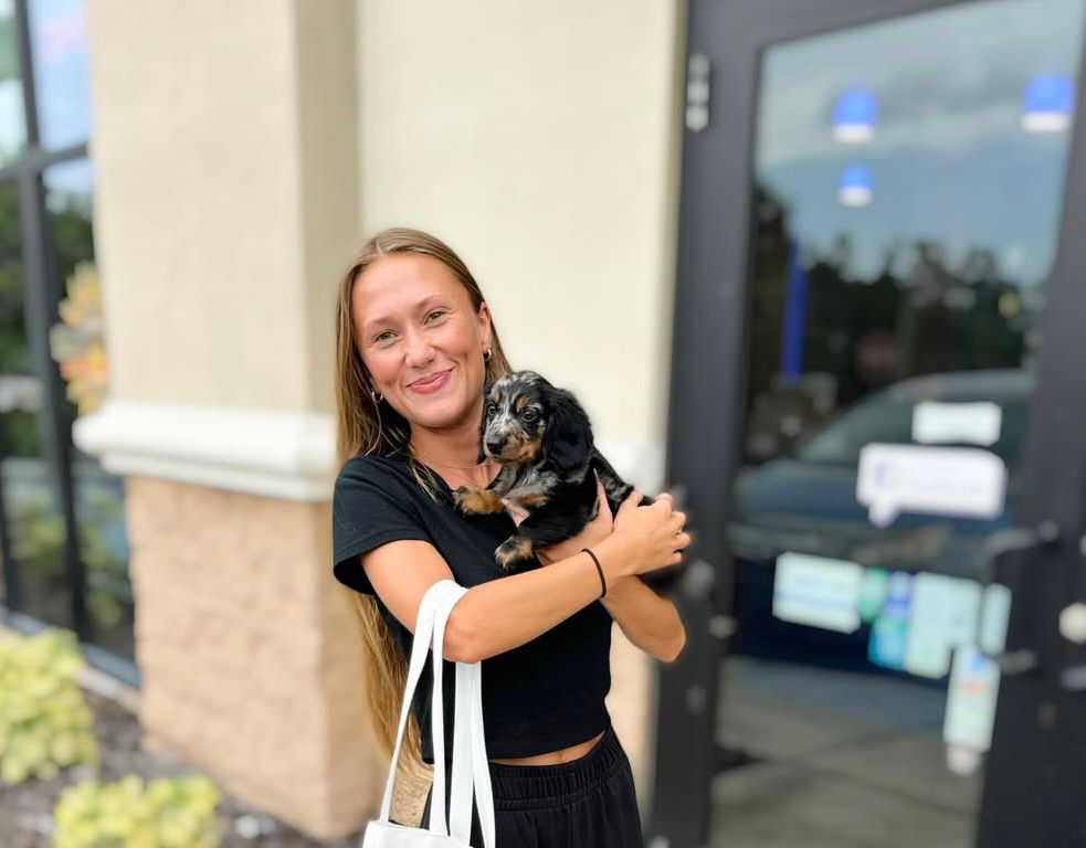 mini dachshund puppies for sale​