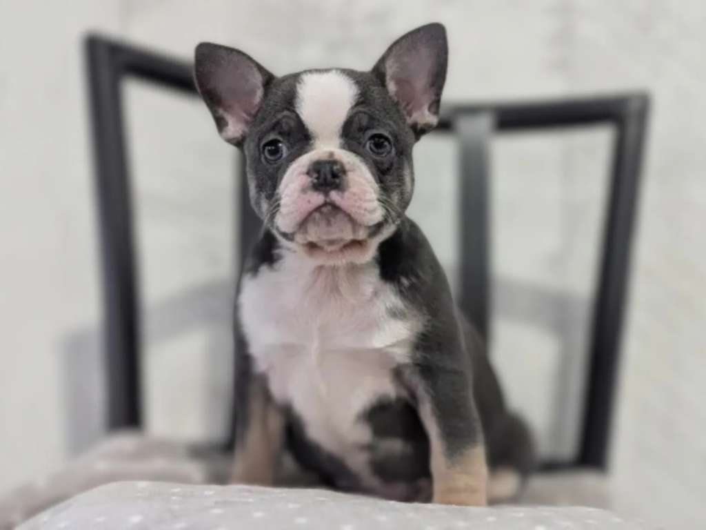 french bulldog for sale